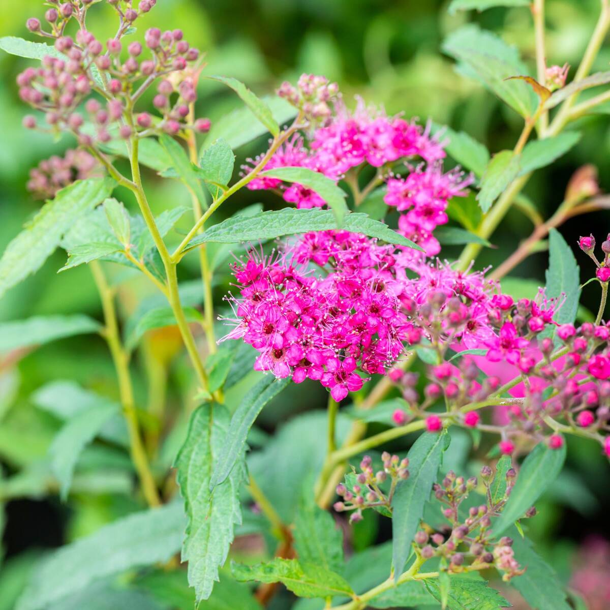 Sommerspiere 'Neon Flash' (Spiraea japonica 'Neon Flash') - Rosa - sommergrün - winterhart - bienenfreundlich | Bild 1