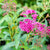 Sommerspiere 'Neon Flash' (Spiraea japonica 'Neon Flash') - Rosa - sommergrün - winterhart - bienenfreundlich | Bild 1