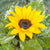 Sonnenblume (Helianthus annuus) - Gelb - sommergrün | Bild 1
