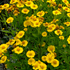 Sonnenbraut (Helenium autumnale) - Gelb - sommergrün - winterhart | Bild 1