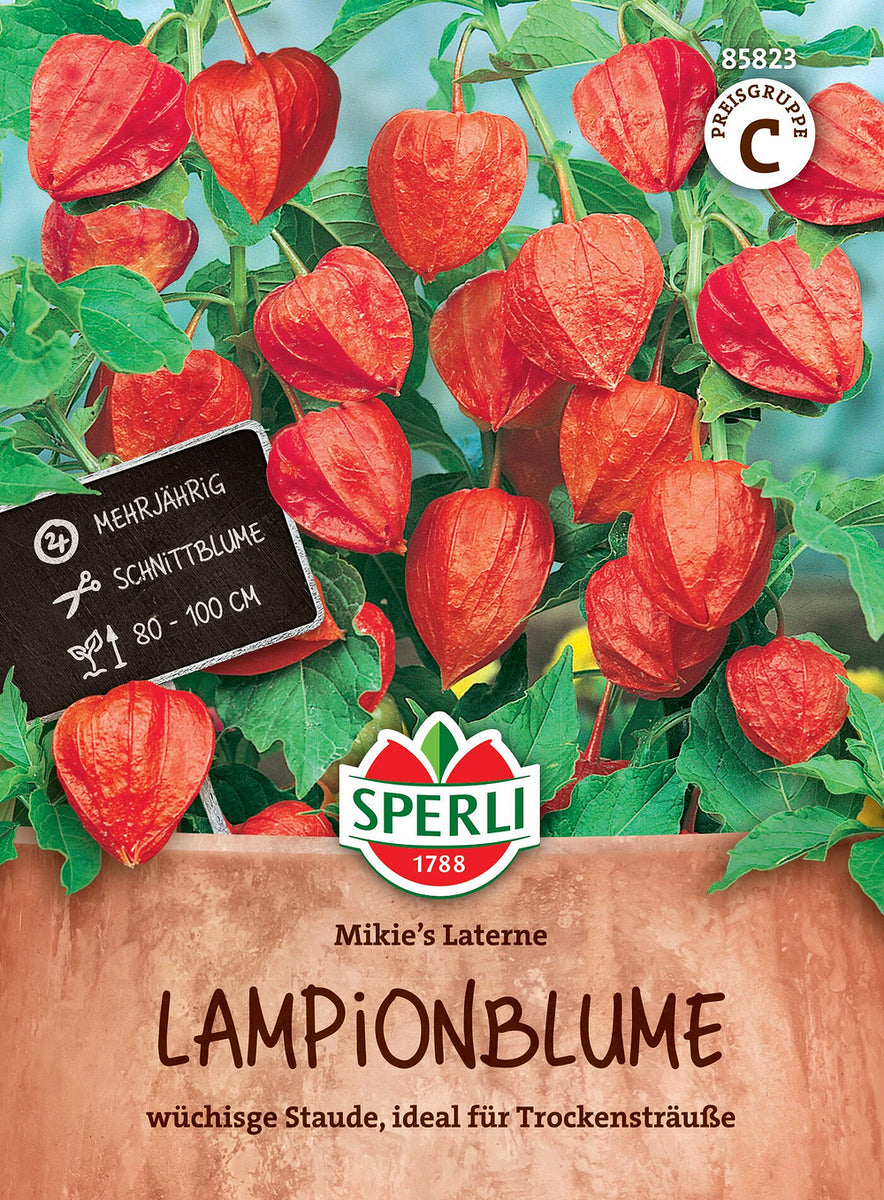 SPERLI Lampionblume 'Mikie's Laterne' - Bunt - winterhart | Bild 1