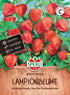 SPERLI Lampionblume 'Mikie's Laterne' - Bunt - winterhart | Bild 1