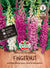SPERLI SPERLI's Fingerhut 'Mervita Mischung' - Bunt - winterhart | Bild 1