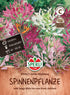 SPERLI SPERLI's Spinnenpflanze "Spider Mischung" - Bunt - winterhart | Bild 1