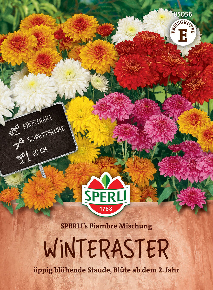 SPERLI SPERLI's Winteraster "Fiambre Mischung" - Bunt - winterhart | Bild 1