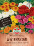 SPERLI SPERLI's Winteraster "Fiambre Mischung" - Bunt - winterhart | Bild 1