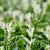 Spindelstrauch 'Harlequin', 12er-Set (Euonymus fortunei'Harlequin') - Grün - immergrün - winterhart | Bild 1