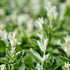 Spindelstrauch 'Harlequin', 12er-Set (Euonymus fortunei'Harlequin') - Grün - immergrün - winterhart | Bild 1