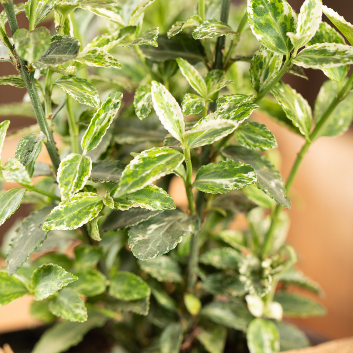 Spindelstrauch 'Harlequin' (Euonymus fortunei 'Harlequin') - Grün - winterhart | Bild 1