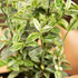 Spindelstrauch 'Harlequin' (Euonymus fortunei 'Harlequin') - Grün - winterhart | Bild 1
