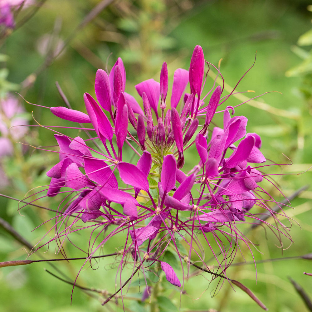 Spinnenblume (Cleome spinosa) - Pink | Bild 1