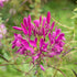 Spinnenblume (Cleome spinosa) - Pink | Bild 1