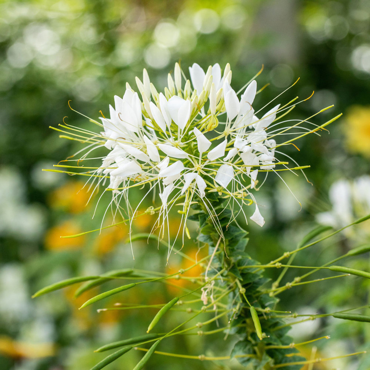 Spinnenblume (Cleome spinosa) - Weiß | Bild 1