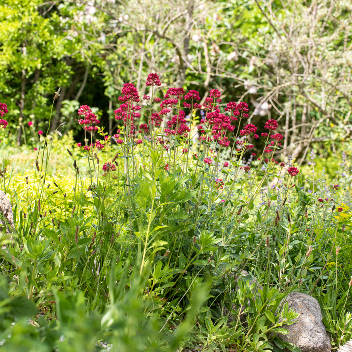 Spornblume (Centranthus ruber 'Coccineus' ') - Rot - sommergrün - winterhart | Bild 1