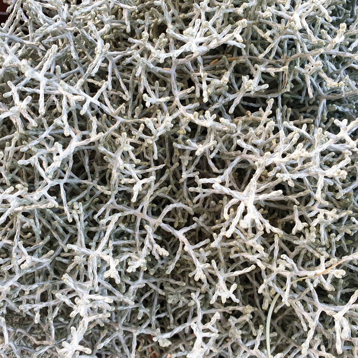 Stacheldraht/ Silberdraht (Leucophyta / brownii) - Grün - winterhart | Bild 1