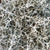 Stacheldraht/ Silberdraht (Leucophyta / brownii) - Grün - winterhart | Bild 1