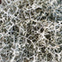 Stacheldraht/ Silberdraht (Leucophyta / brownii) - Grün - winterhart | Bild 1