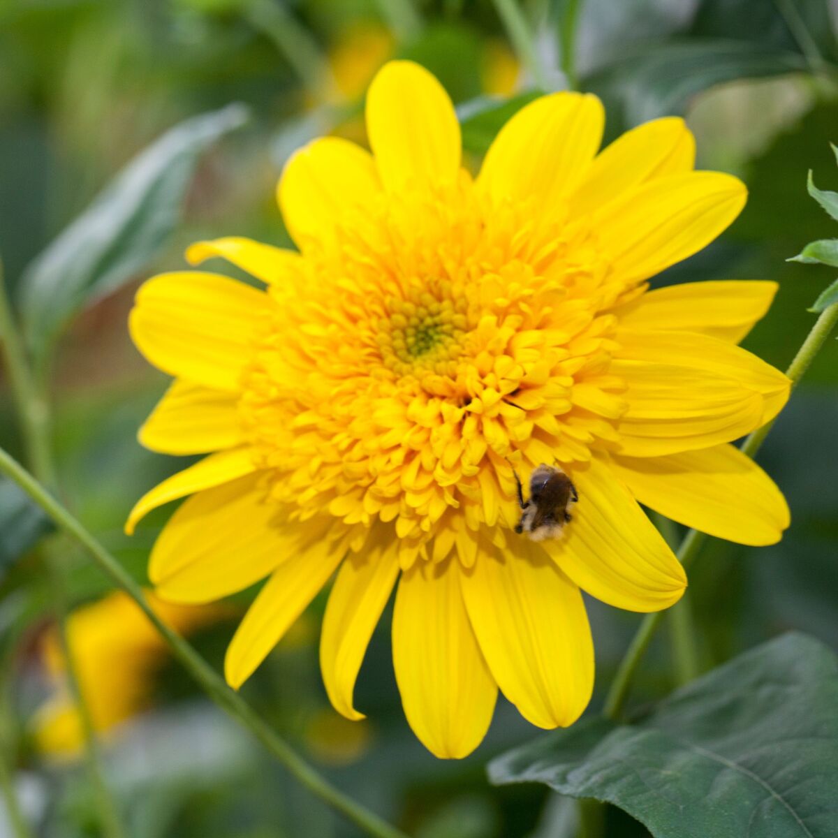 Stauden - Sonnenblume 'Double Whammy' (Helianthus decapetalus 'Double Whammy') - Gelb - winterhart | Bild 1