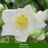 Staudenbeet "Summendes Bienenparadies", 19 Pflanzen - Bunt - winterhart - bienenfreundlich | Bild 6