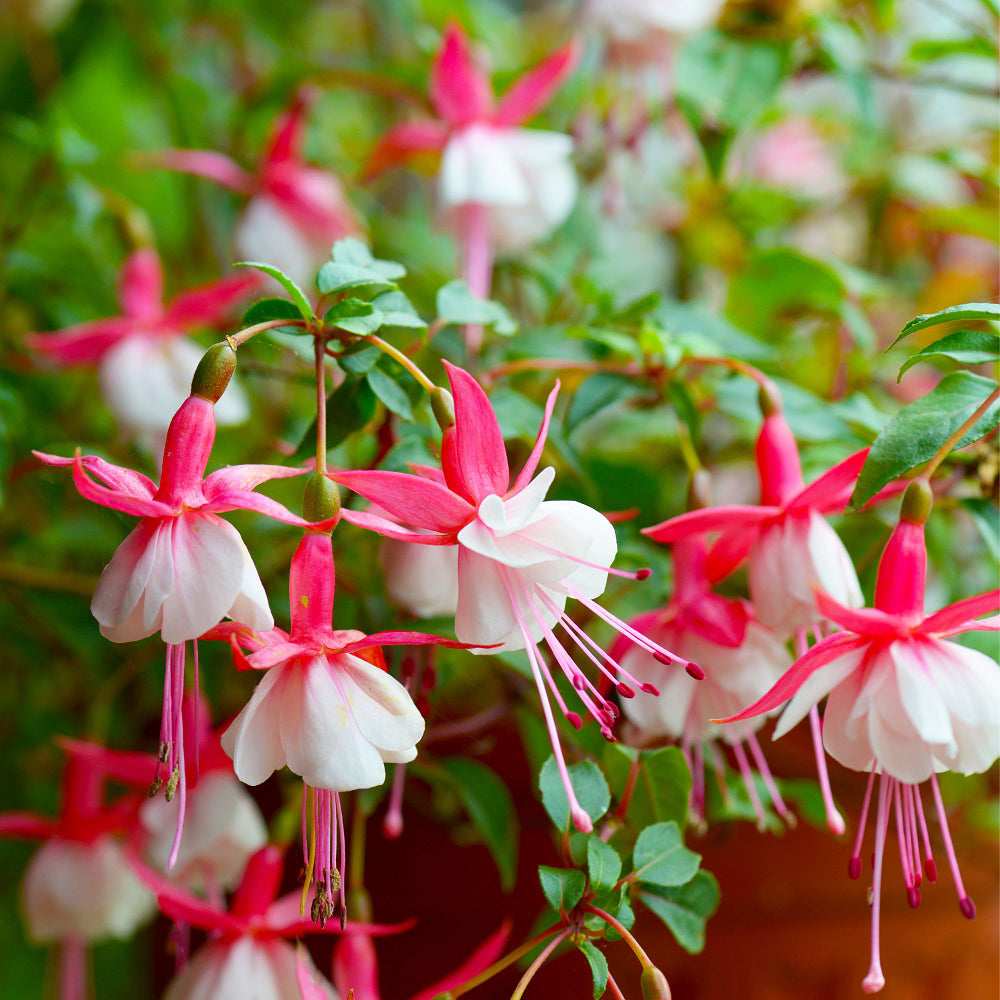 Stehende Fuchsie (Fuchsia Hybriden) - Rot - sommergrün | Bild 1