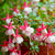 Stehende Fuchsie (Fuchsia Hybriden) - Rot - sommergrün | Bild 1