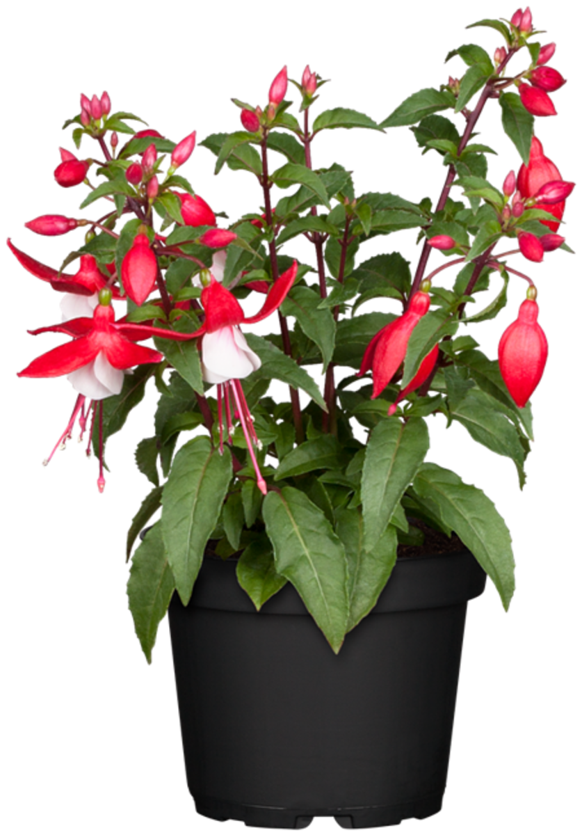Stehende Fuchsie (Fuchsia Hybriden) - Rot - sommergrün | Bild 2