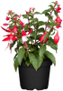 Stehende Fuchsie (Fuchsia Hybriden) - Rot - sommergrün | Bild 2