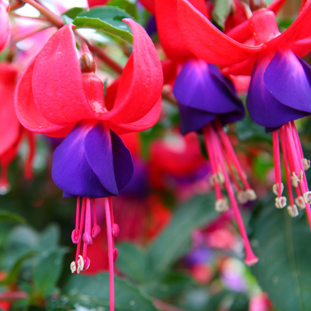 Stehende Fuchsie (Fuchsia Hybriden) - Violett - sommergrün | Bild 1