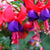 Stehende Fuchsie (Fuchsia Hybriden) - Violett - sommergrün | Bild 1