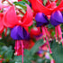 Stehende Fuchsie (Fuchsia Hybriden) - Violett - sommergrün | Bild 1