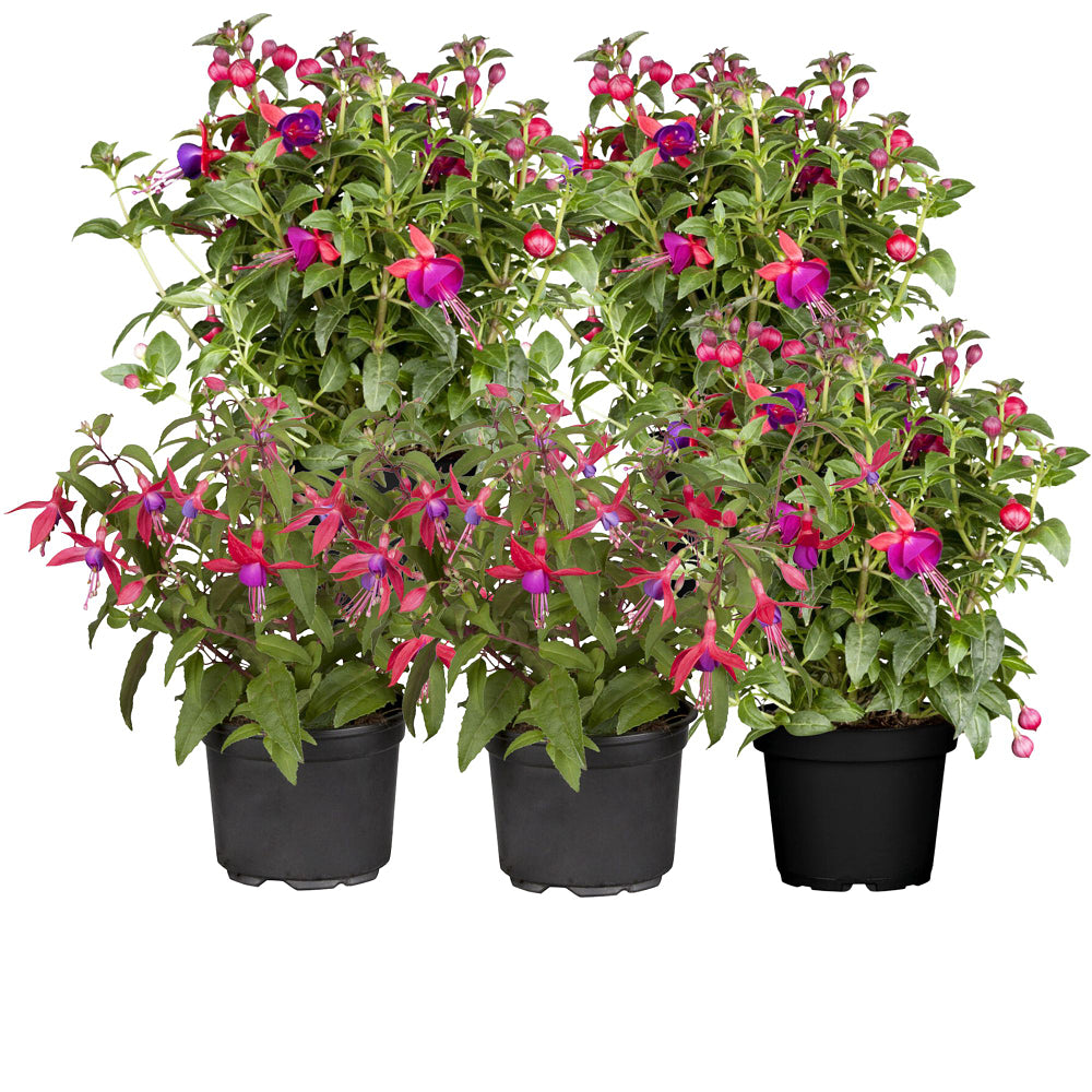 Stehende & Hängende Fuchsie, 5er-Set - Rosa - winterhart | Bild 1
