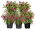 Stehende & Hängende Fuchsie, 5er-Set - Rosa - winterhart | Bild 1