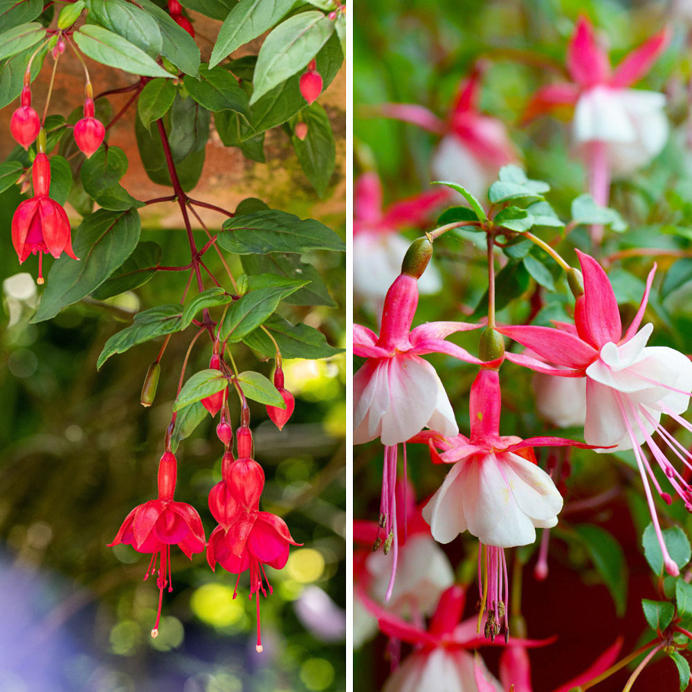 Stehende & Hängende Fuchsie, 5er-Set - Rot - winterhart | Bild 1