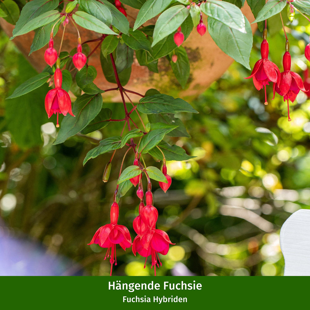 Stehende & Hängende Fuchsie, 5er-Set - Rot - winterhart | Bild 2