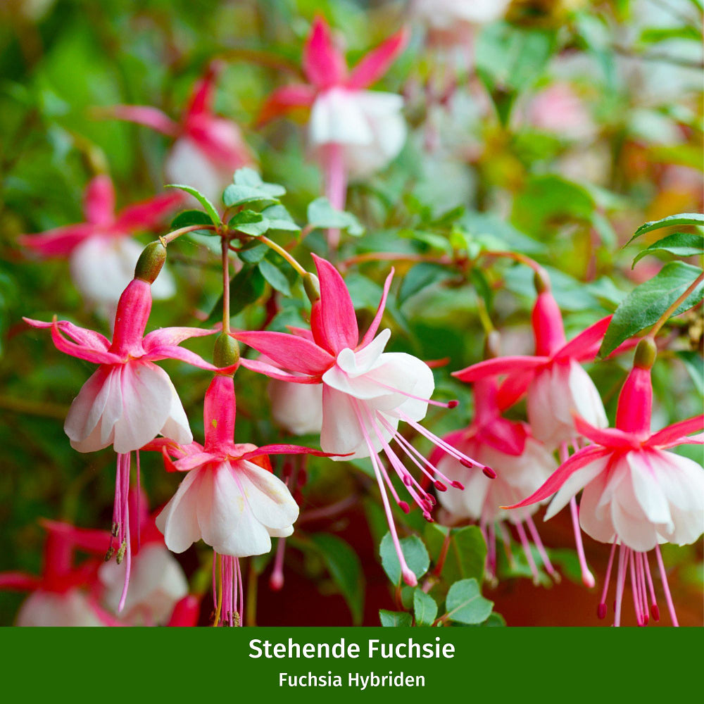 Stehende & Hängende Fuchsie, 5er-Set - Rot - winterhart | Bild 3