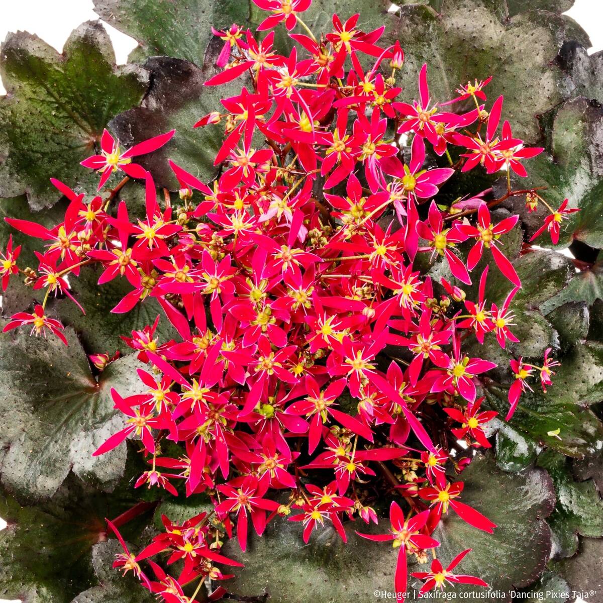 Steinbrech 'Dancing Pixies® Taja' (Saxifraga cortusfolia 'Dancing Pixies® Taja') - Rot - winterhart - bienenfreundlich | Bild 2