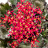 Steinbrech 'Dancing Pixies® Taja' (Saxifraga cortusfolia 'Dancing Pixies® Taja') - Rot - winterhart - bienenfreundlich | Bild 2