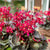 Steinbrech 'Dancing Pixies® Tally' (Saxifraga cortusfolia 'Dancing Pixies® Tally') - Rot - winterhart - bienenfreundlich | Bild 1