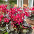 Steinbrech 'Dancing Pixies® Tally' (Saxifraga cortusfolia 'Dancing Pixies® Tally') - Rot - winterhart - bienenfreundlich | Bild 1