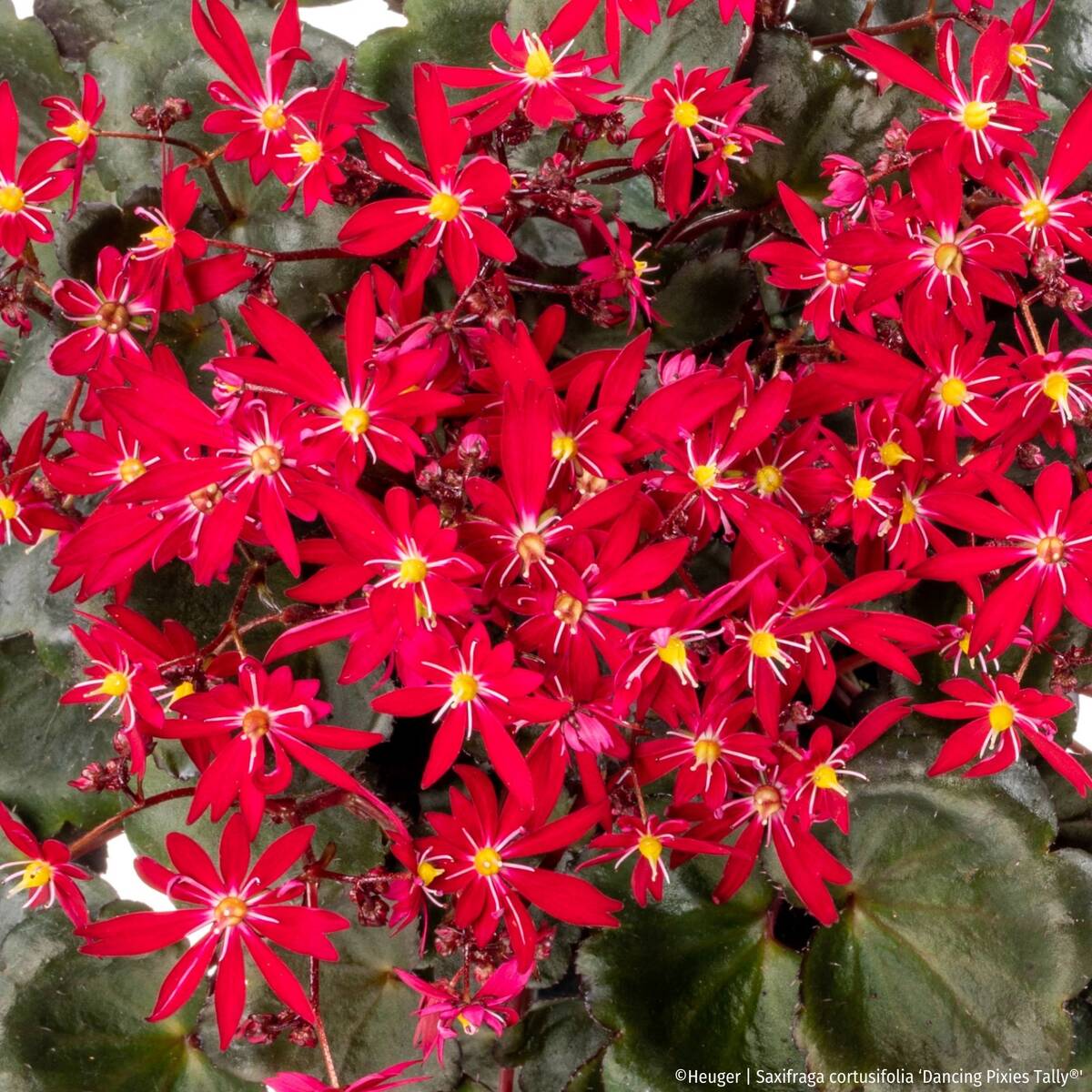 Steinbrech 'Dancing Pixies® Tally' (Saxifraga cortusfolia 'Dancing Pixies® Tally') - Rot - winterhart - bienenfreundlich | Bild 2