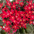 Steinbrech 'Dancing Pixies® Tally' (Saxifraga cortusfolia 'Dancing Pixies® Tally') - Rot - winterhart - bienenfreundlich | Bild 2
