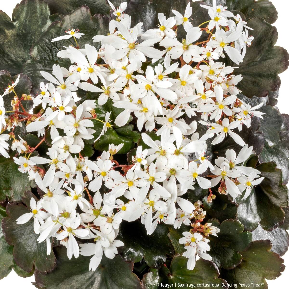 Steinbrech 'Dancing Pixies® Thea' (Saxifraga cortusfolia 'Dancing Pixies® Thea') - Weiß - winterhart - bienenfreundlich | Bild 1