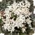 Steinbrech 'Dancing Pixies® Thea' (Saxifraga cortusfolia 'Dancing Pixies® Thea') - Weiß - winterhart - bienenfreundlich | Bild 1