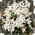 Steinbrech 'Dancing Pixies® Thea' (Saxifraga cortusfolia 'Dancing Pixies® Thea') - Weiß - winterhart - bienenfreundlich | Bild 1