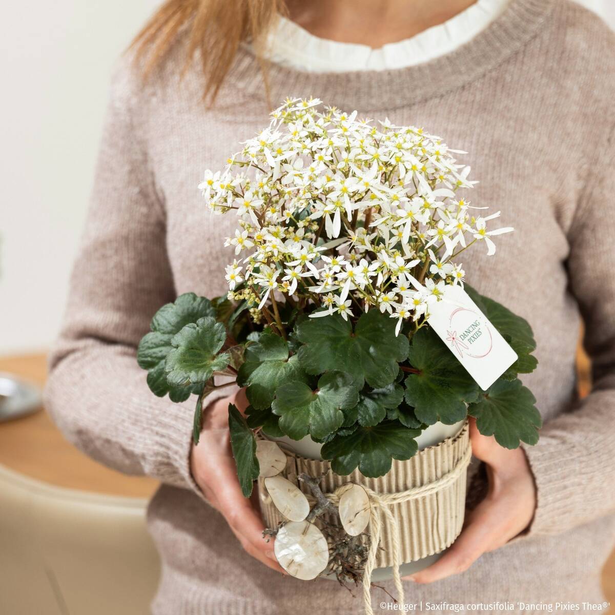 Steinbrech 'Dancing Pixies® Thea' (Saxifraga cortusfolia 'Dancing Pixies® Thea') - Weiß - winterhart - bienenfreundlich | Bild 2