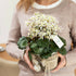 Steinbrech 'Dancing Pixies® Thea' (Saxifraga cortusfolia 'Dancing Pixies® Thea') - Weiß - winterhart - bienenfreundlich | Bild 2