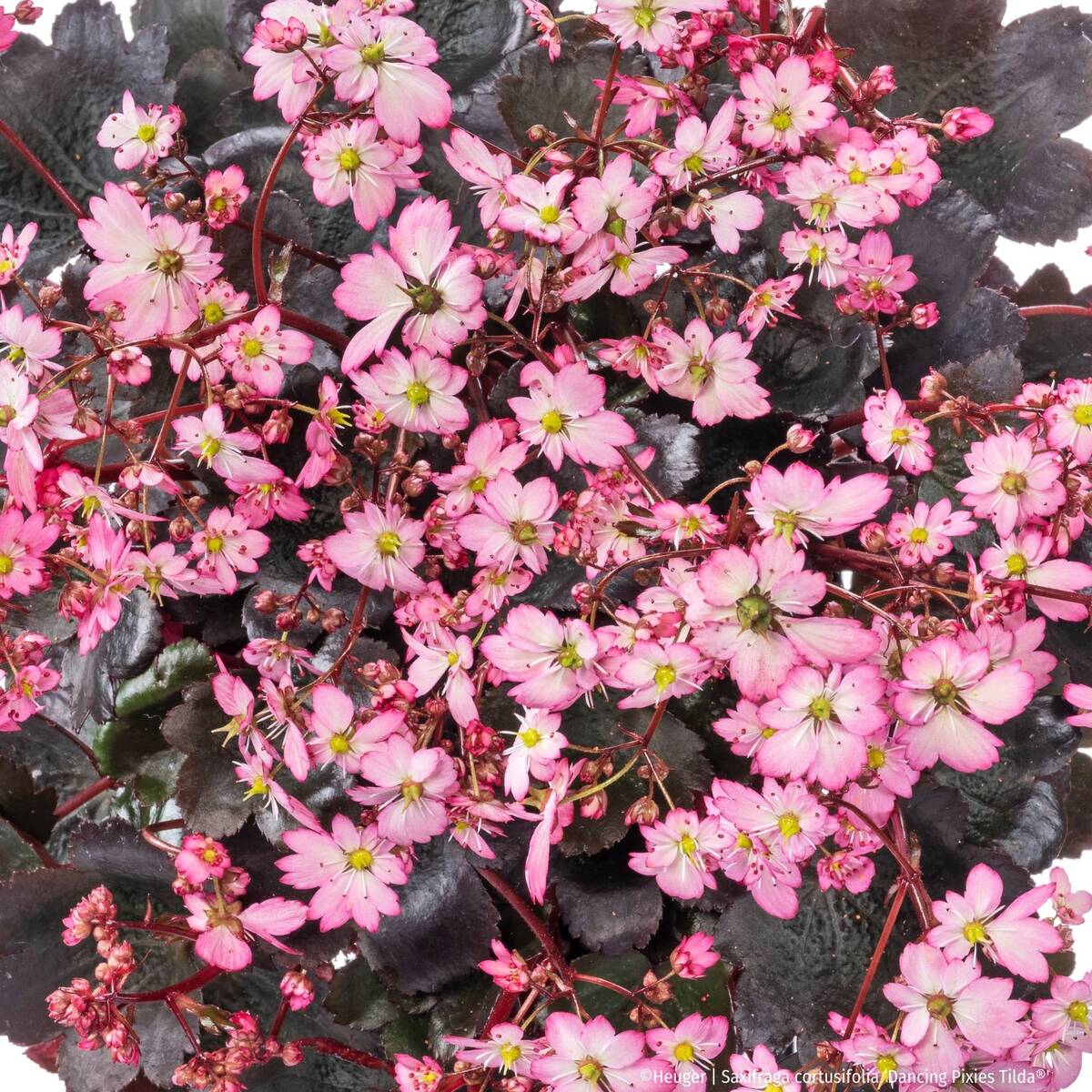 Steinbrech 'Dancing Pixies® Tilda' (Saxifraga cortusifolia 'Dancing Pixie® Tilda') - Rosa - winterhart - bienenfreundlich | Bild 1