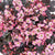 Steinbrech 'Dancing Pixies® Tilda' (Saxifraga cortusifolia 'Dancing Pixie® Tilda') - Rosa - winterhart - bienenfreundlich | Bild 1