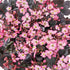 Steinbrech 'Dancing Pixies® Tilda' (Saxifraga cortusifolia 'Dancing Pixie® Tilda') - Rosa - winterhart - bienenfreundlich | Bild 1
