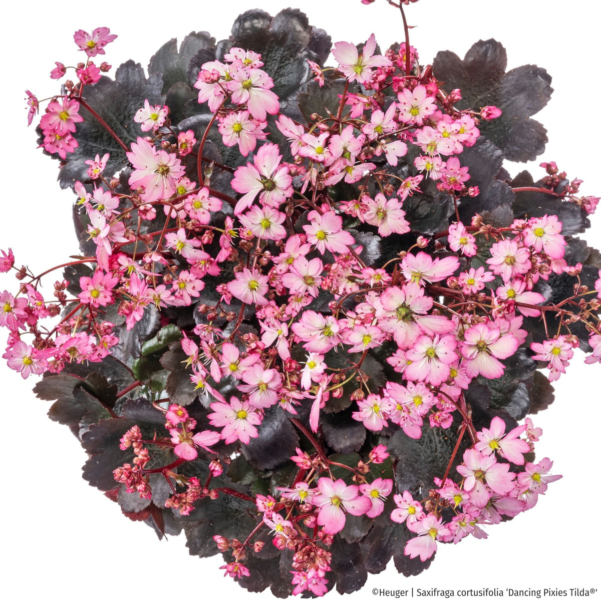 Steinbrech 'Dancing Pixies® Tilda' (Saxifraga cortusifolia 'Dancing Pixie® Tilda') - Rosa - winterhart - bienenfreundlich | Bild 2
